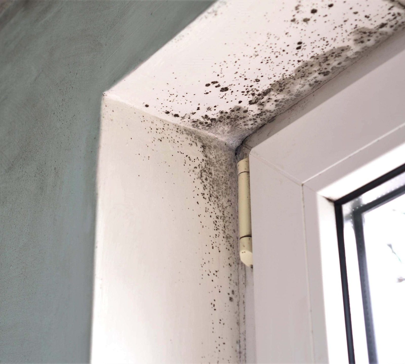 Trivallis Housing Landlord Wales Housing mould growth observed in the corner of a room where the ceiling meets the walls, near a window frame. Reporting damp and mould can prevent these problems.