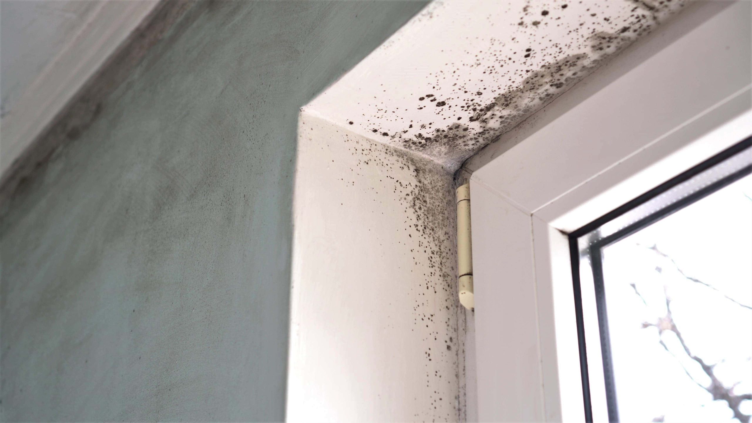 Trivallis Housing Landlord Wales Housing mold growth observed in the corner of a room where the ceiling meets the walls, near a window frame.